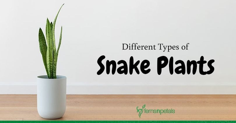 Are There Different Types of Snake Plants